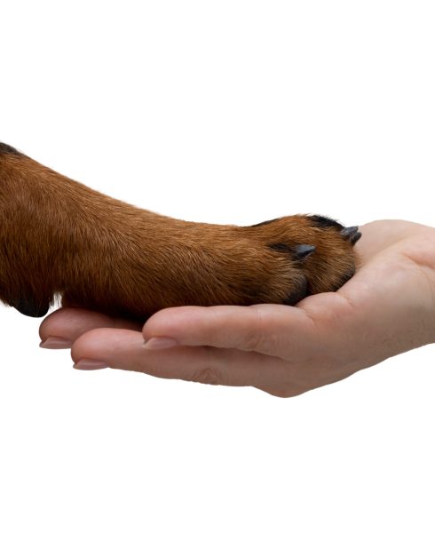A woman holds a dog's paw in her palm. Rottweiler demonstrates his trust on a white background