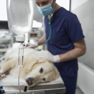 Anaesthetised dog lying on operating table durning the surgery