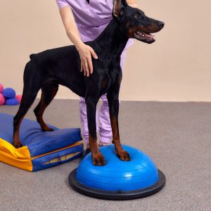 Dog is engaged fitness on massage and physiotherapy carpet. Training device for rehabilitation exercising in the Veterinary clinic.